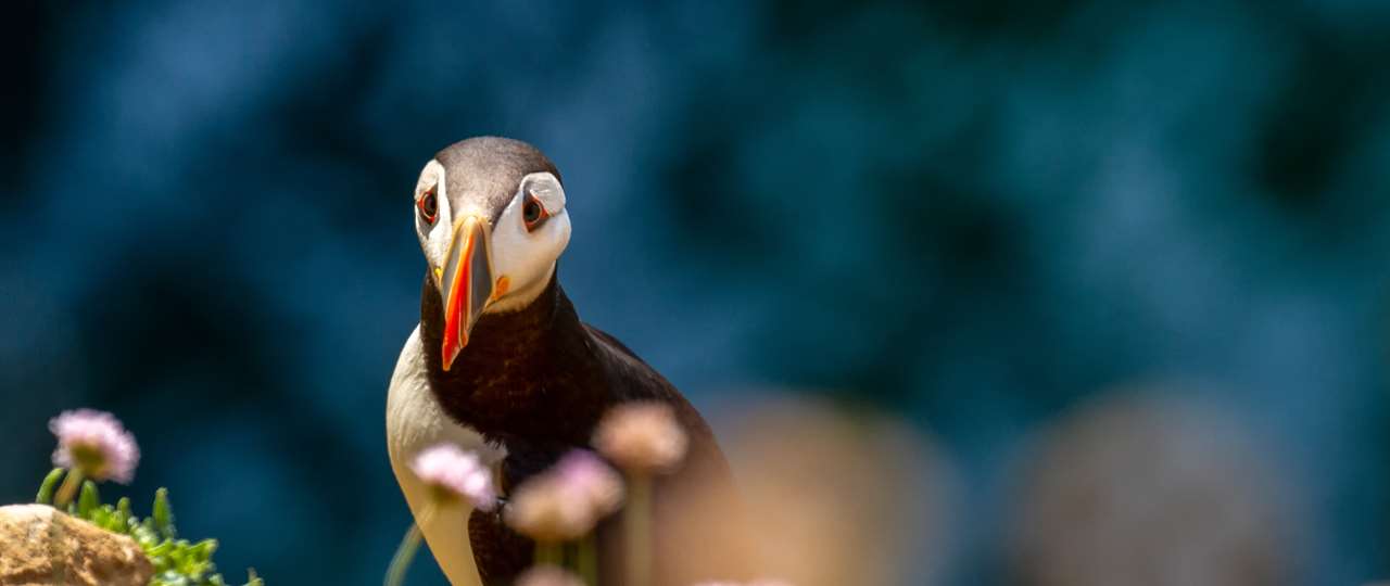 Skomer Island in the Pembrokeshire Coast Nationa Park - A must visit during your holiday to Pembrokeshire.