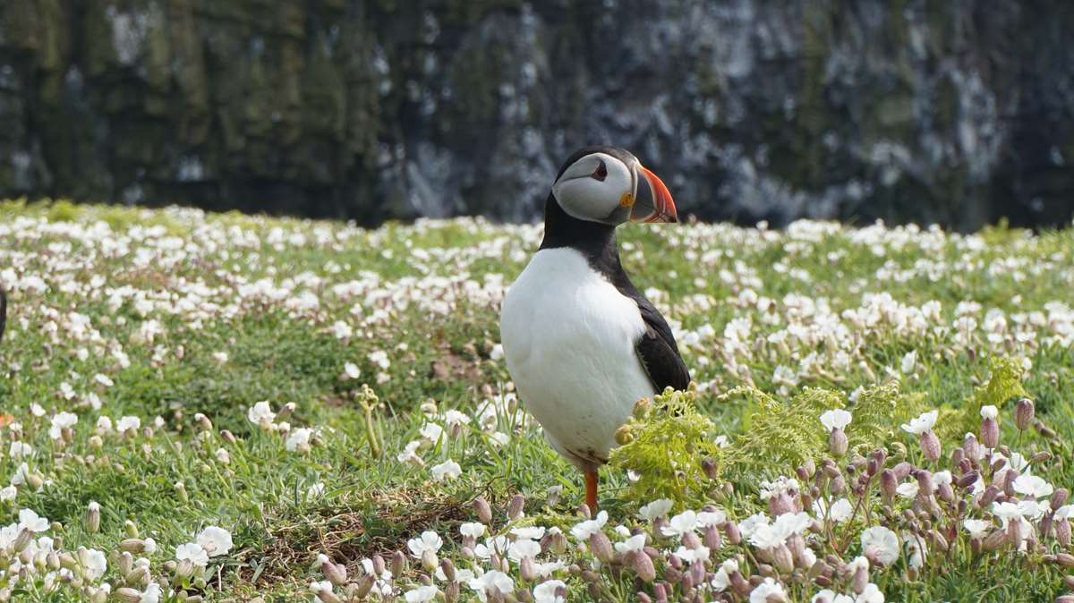 Puffins on Skomer Island Pembrokeshire