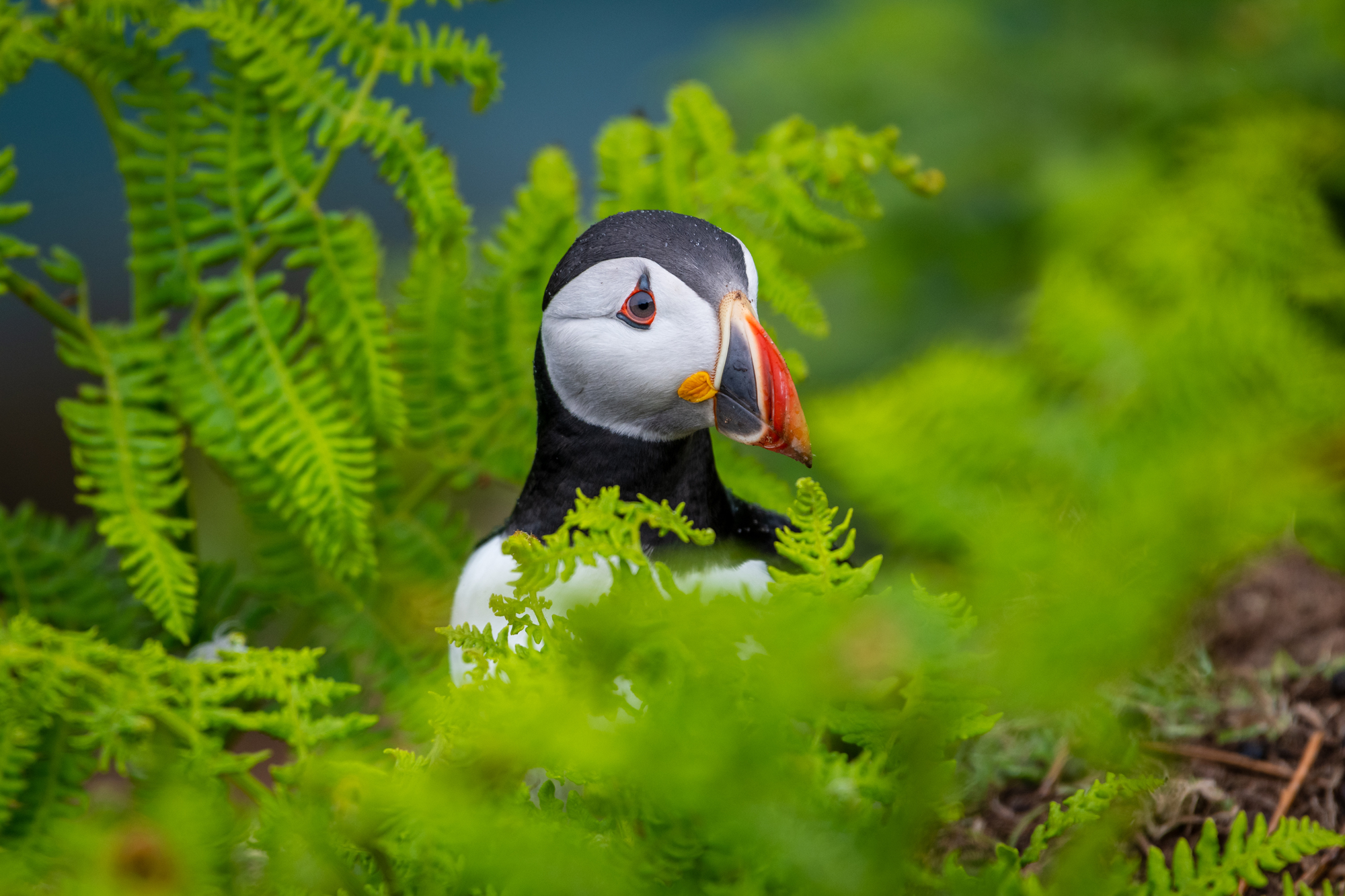 Inspiration and ideas for your cottage holiday