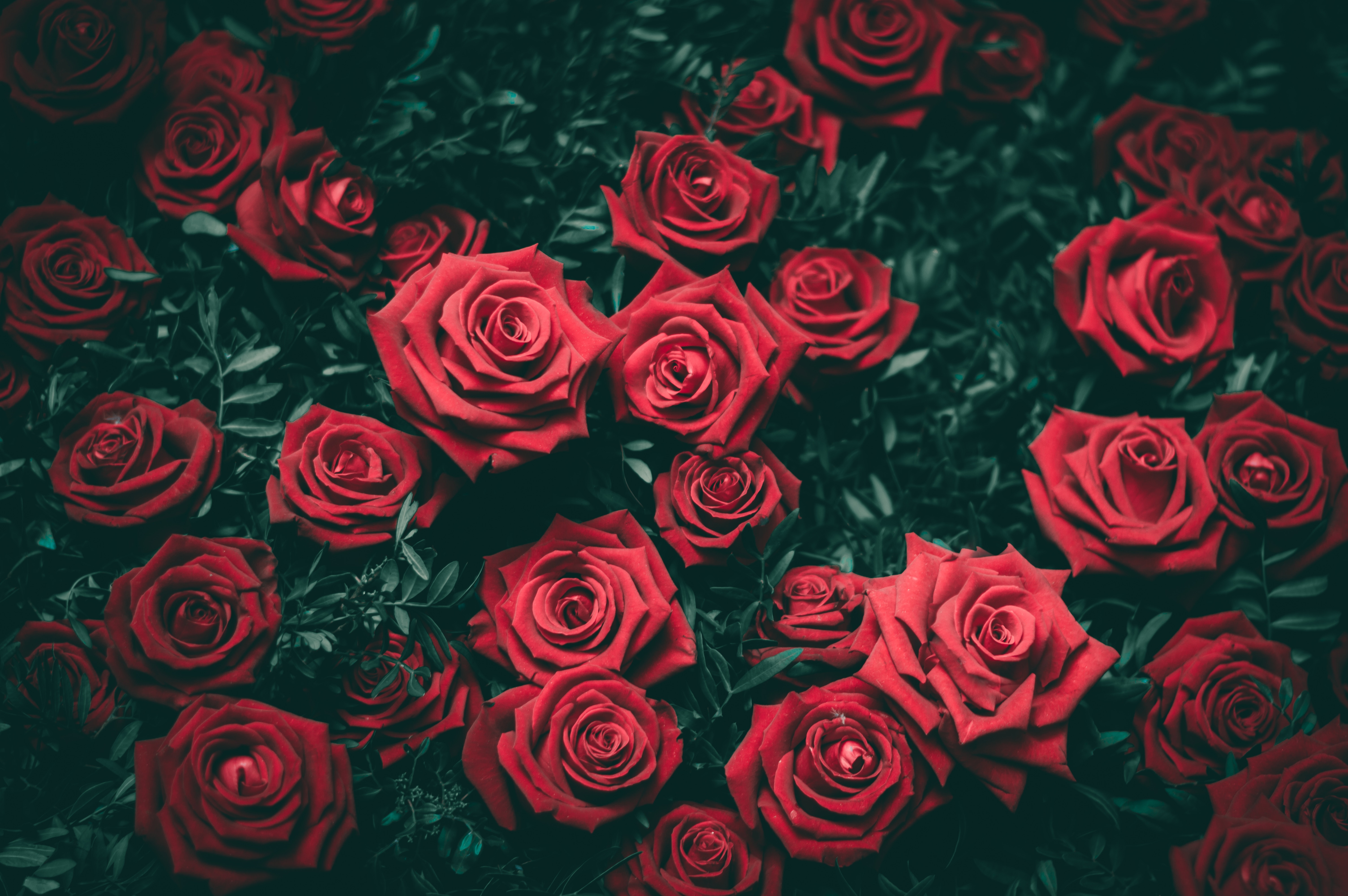 12 Red Roses