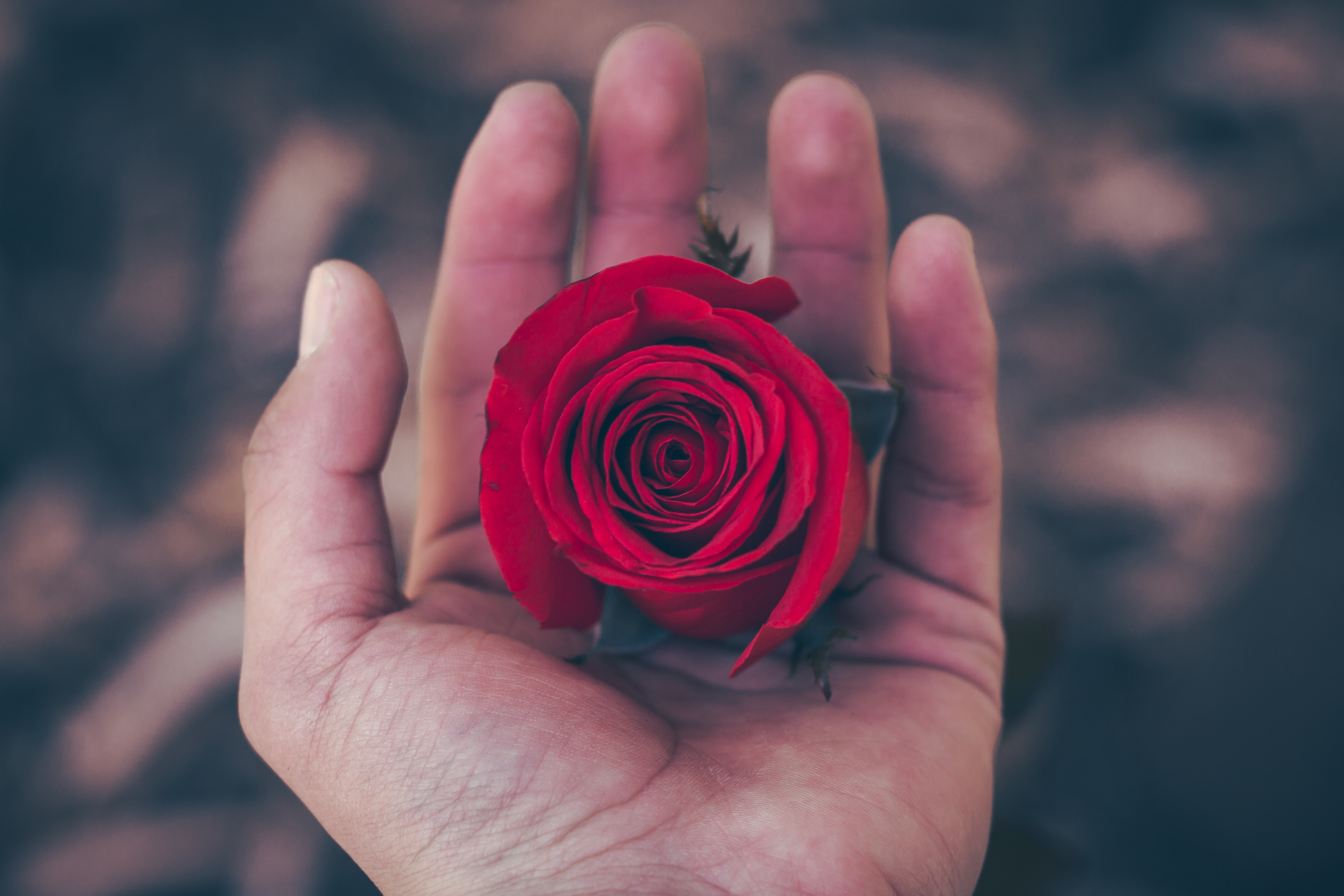 6 Red Roses