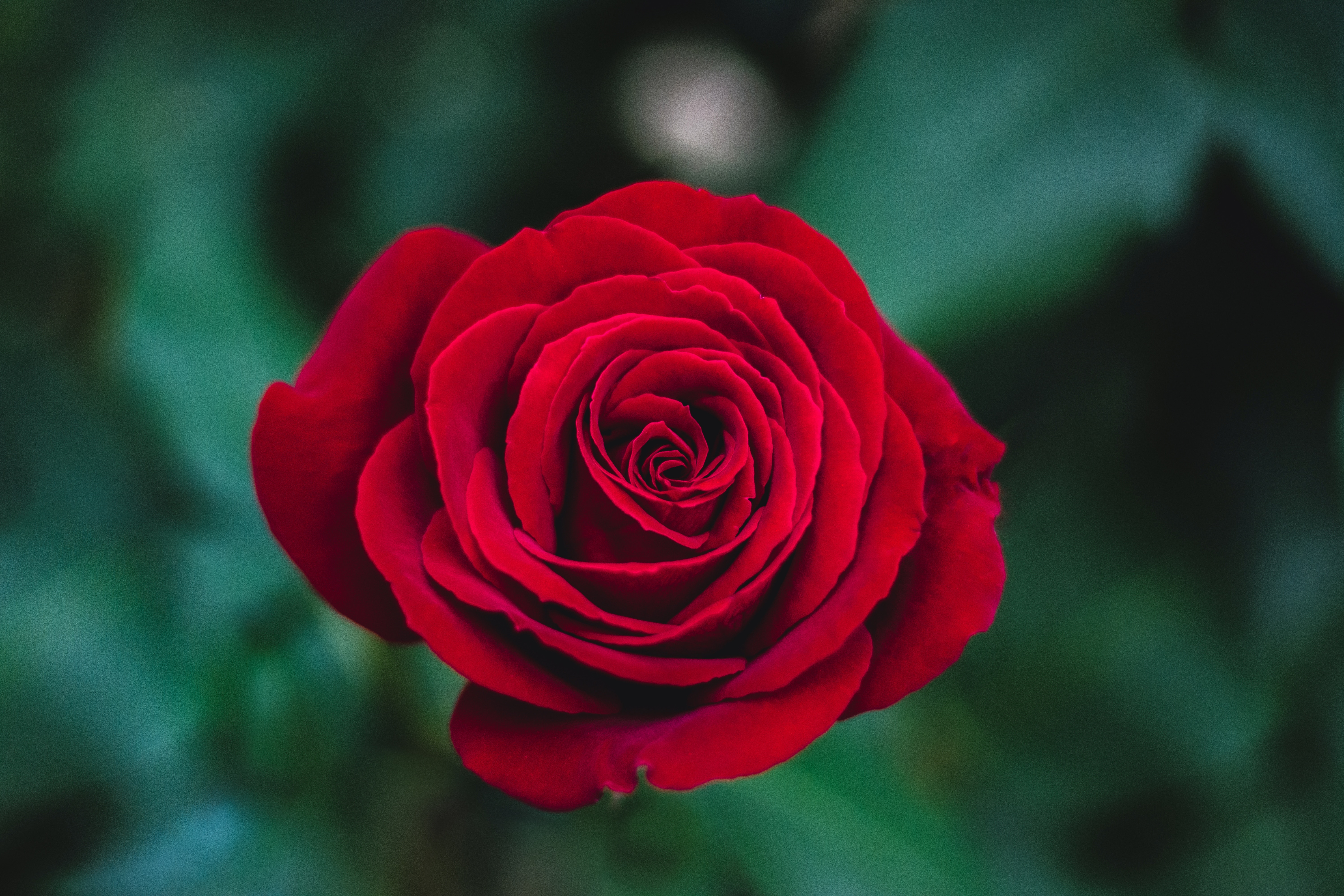 Red roses