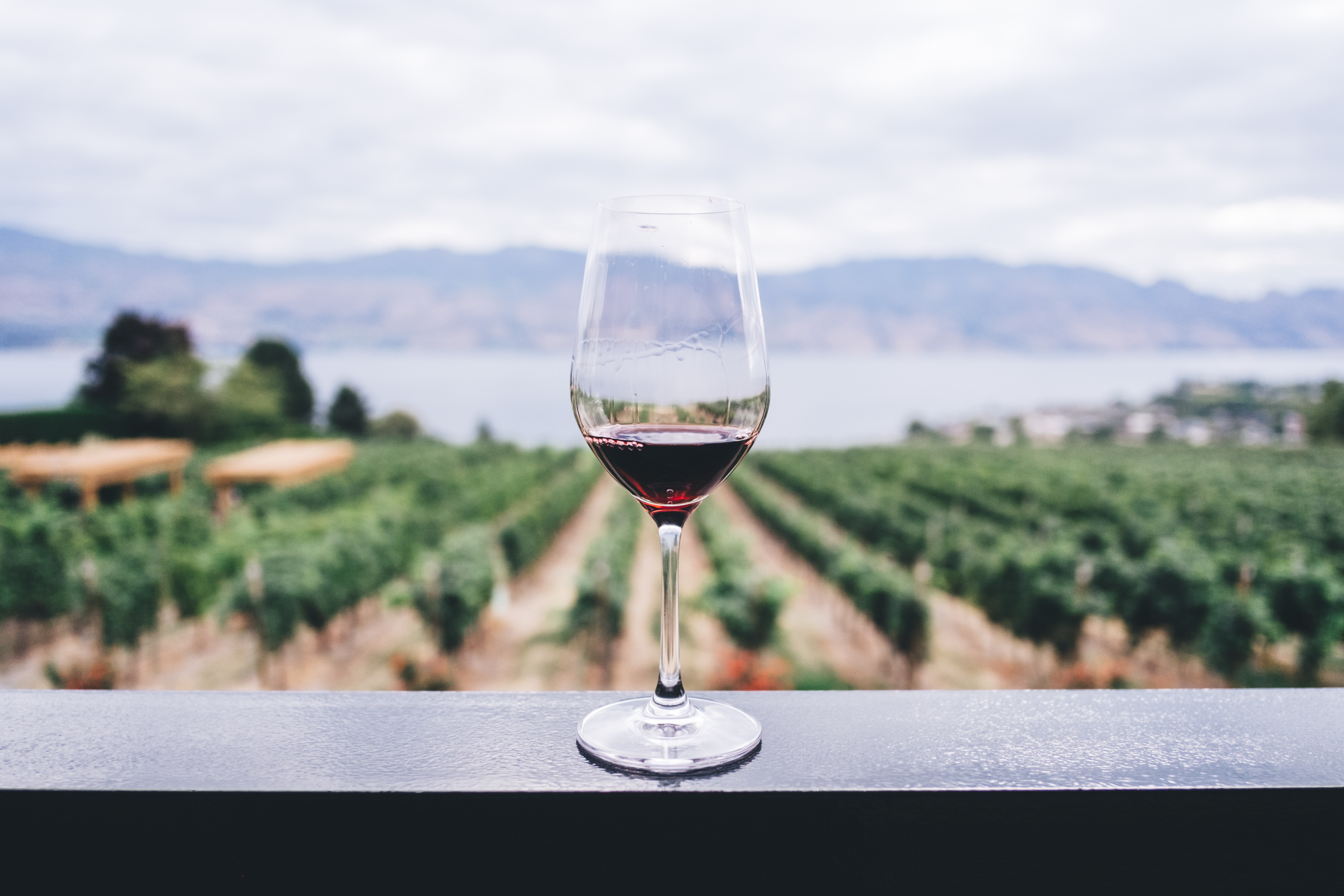 Red Wine in front of a wine vineyard