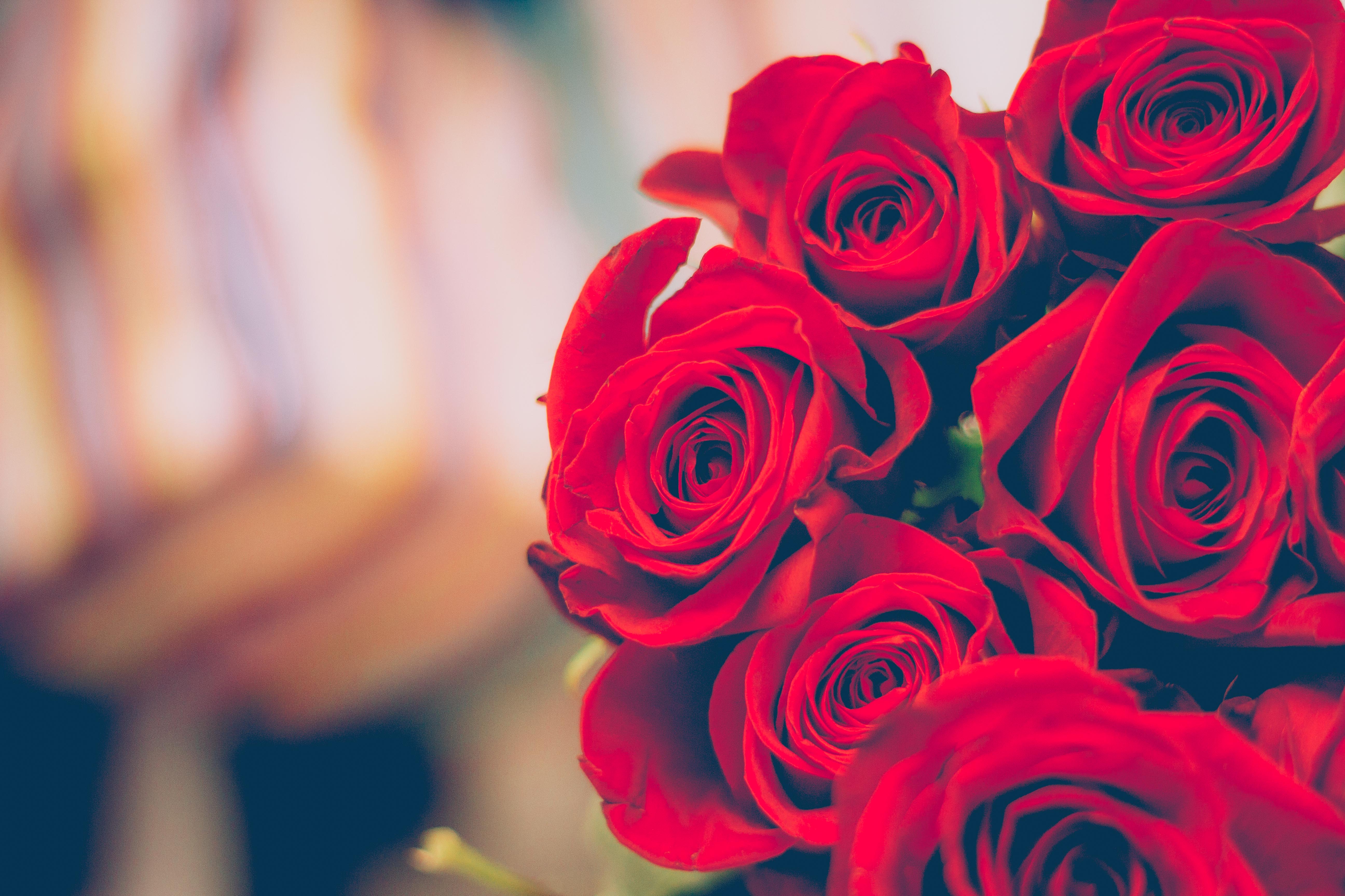 6 Red Roses