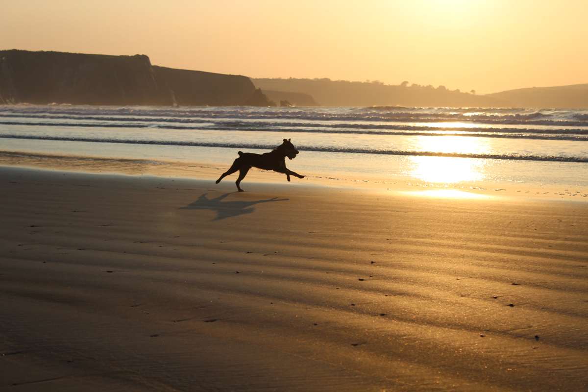 Dog friendly beach at Newport Pembrokeshire