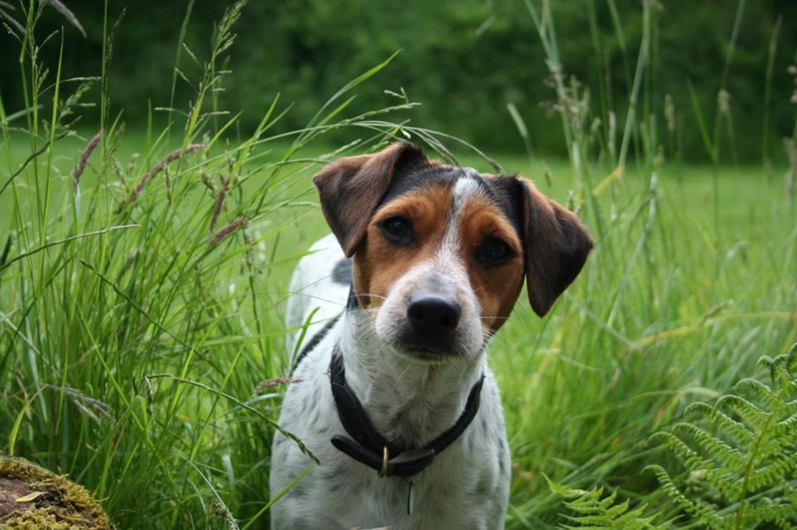 Dog in park