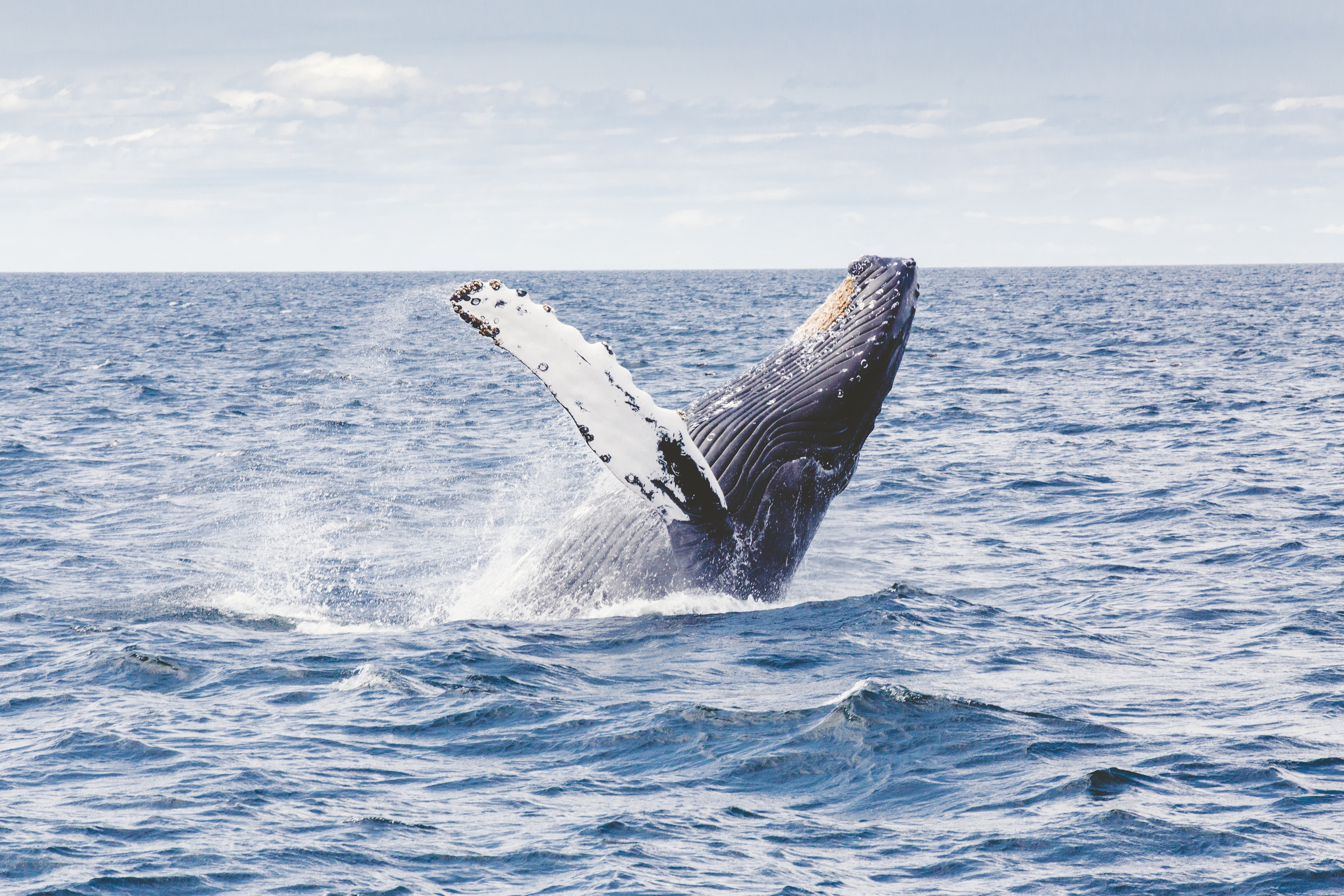 Seabird & Dolphin Experience