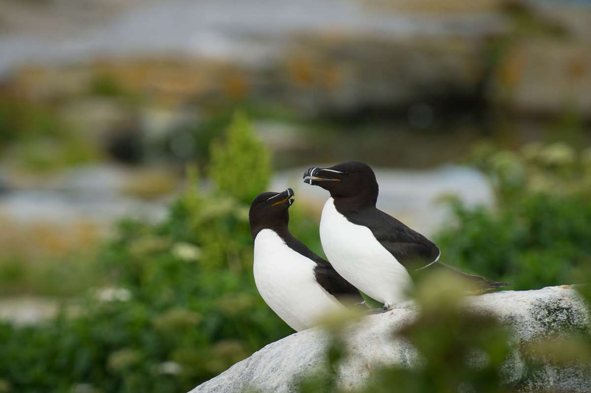 Guillimots on Ramsey Island Pembrokeshire