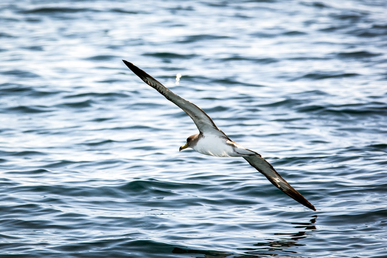 Evening Shearwater Cruise