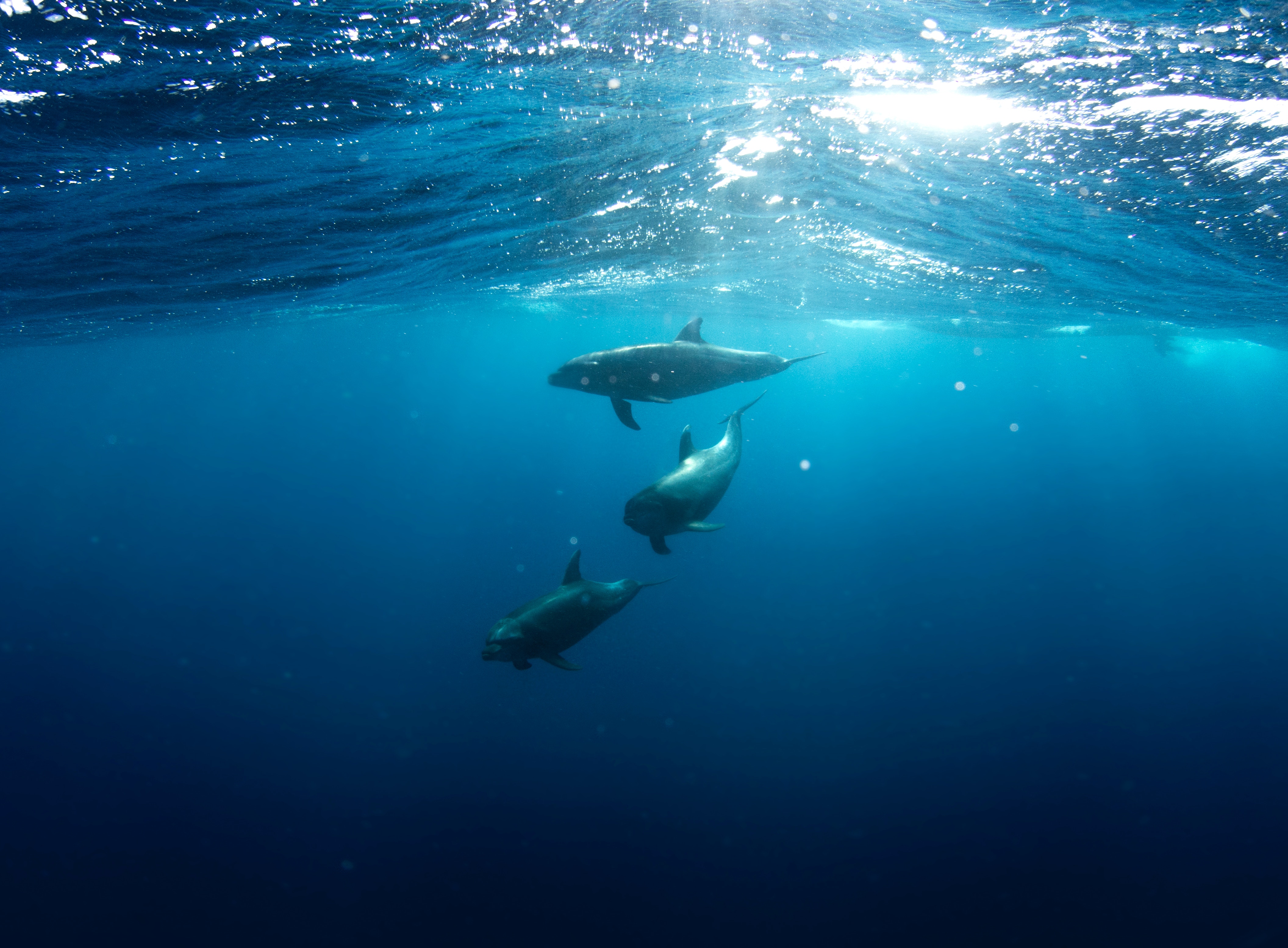 Dolphins underwater near Grassholm