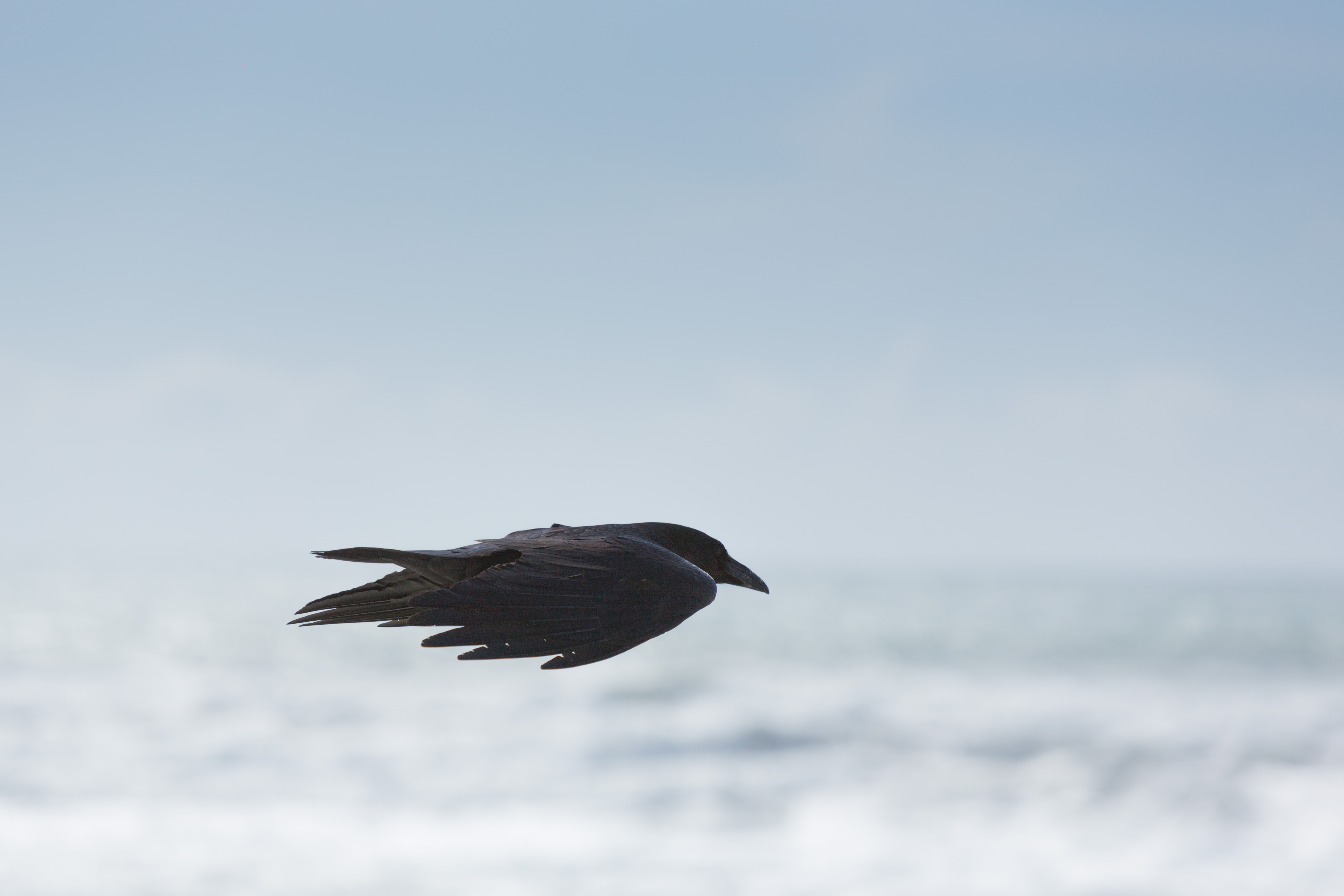 Coastal Cottages Concierge - Original Wildlife Boat Trip