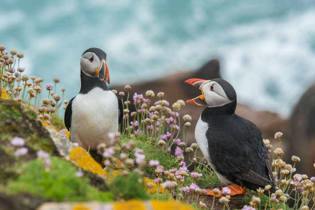 Puffins on Skomer Island Pembrokeshire