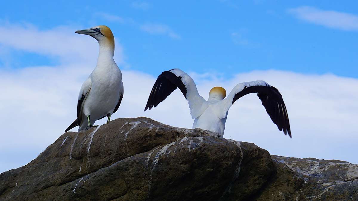 Gannets on Grassholm Island Pembrokeshire