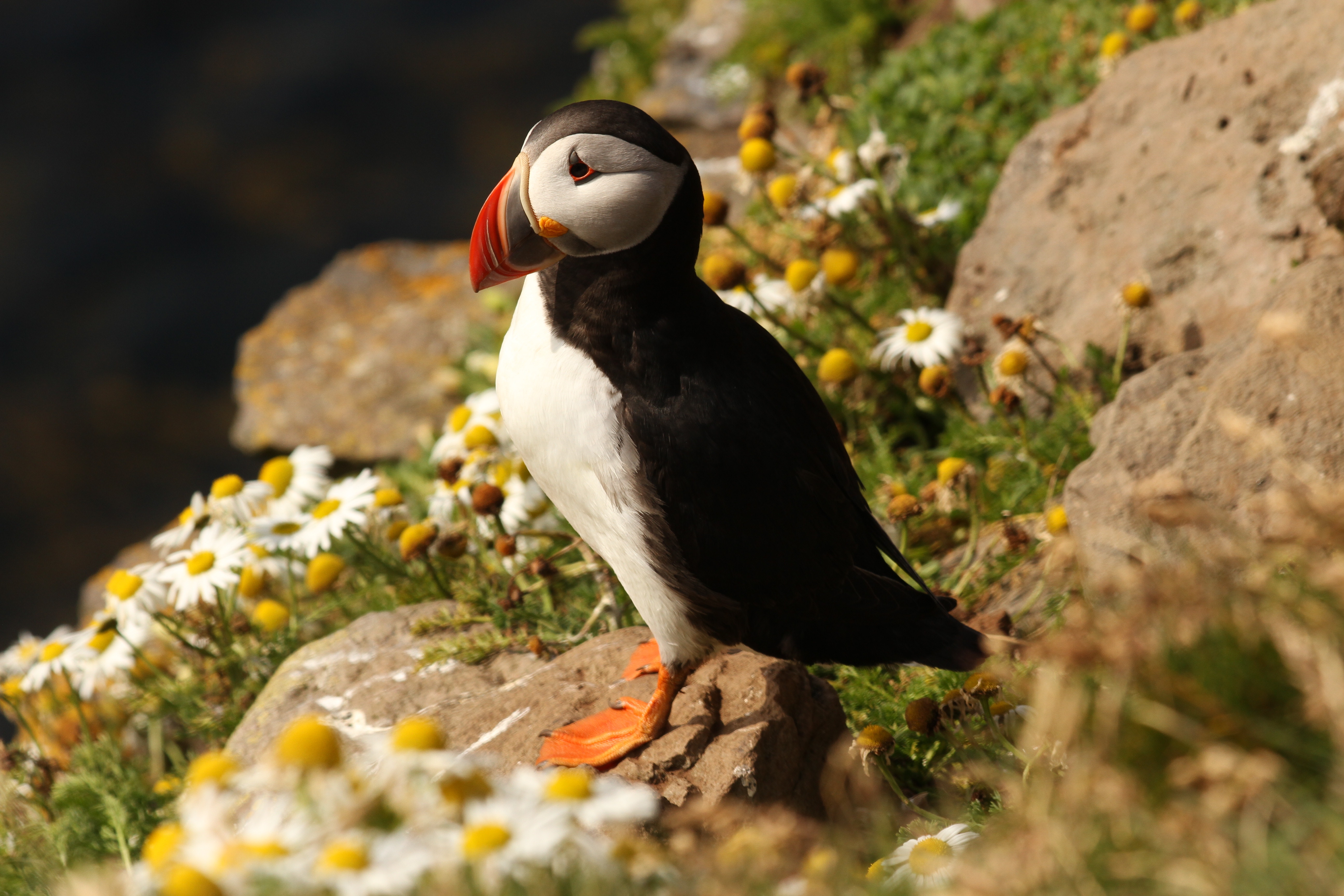 Land on Ramsey Island Boat Trip