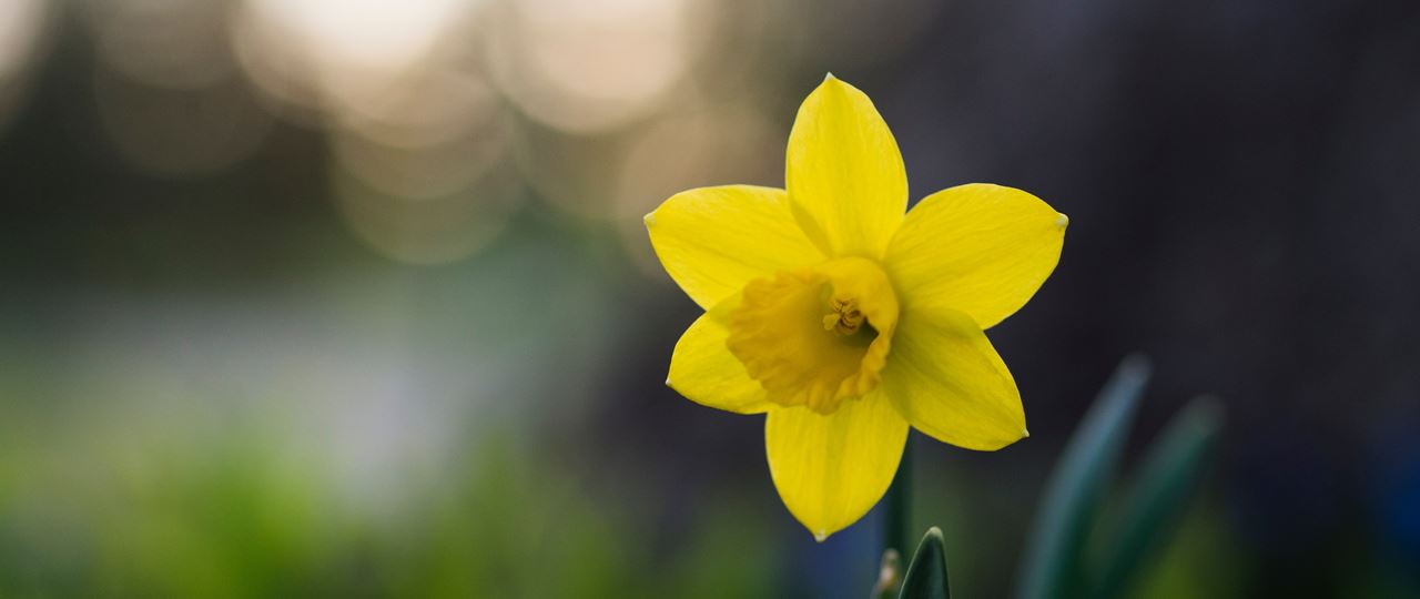 Daffodil, a symbol of Wales