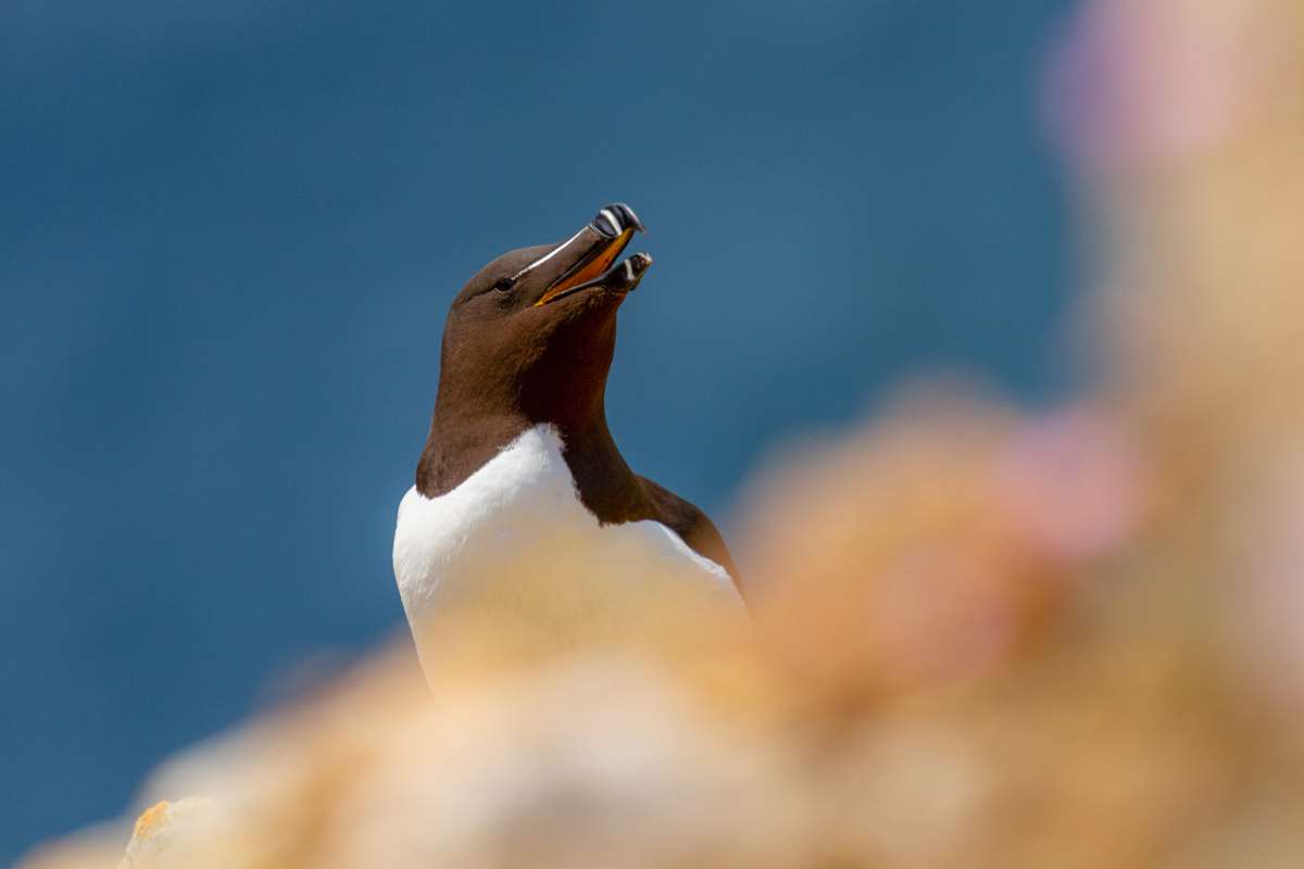 Wildlife on Ramsey Island Pembrokeshire