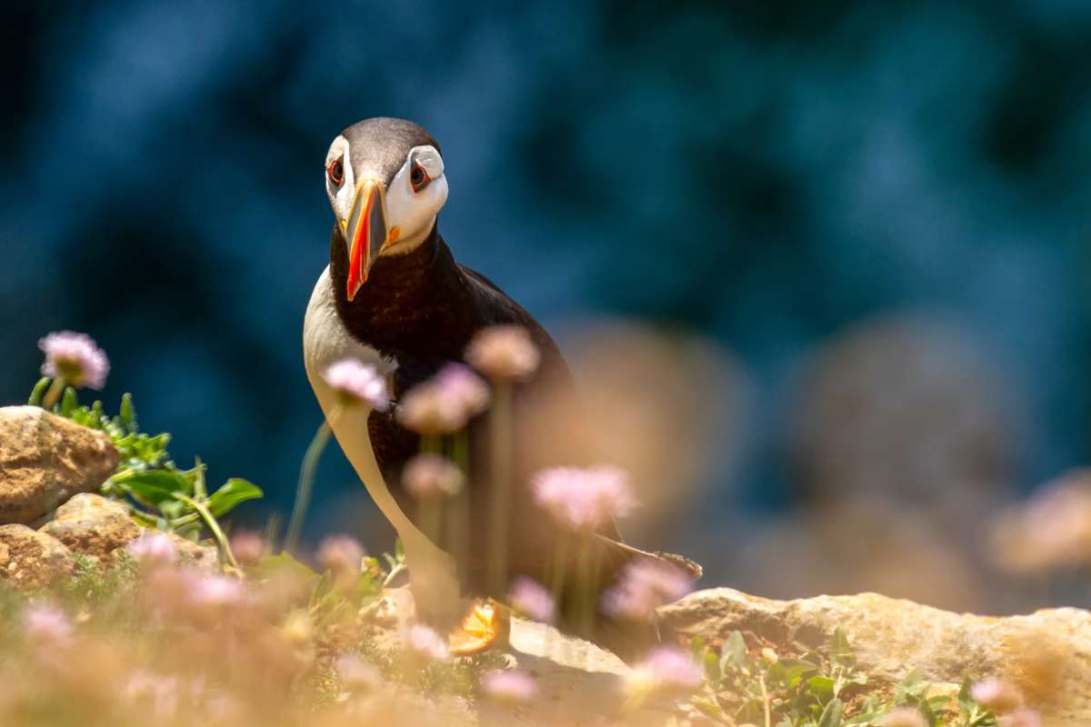 Puffins in Pembrokeshire