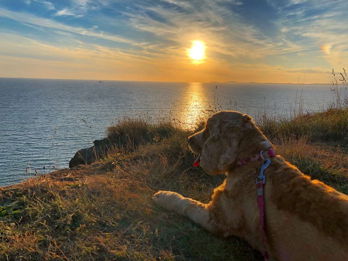 Dog-friendly in West Pembrokeshire