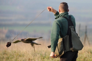 Falconry Wales