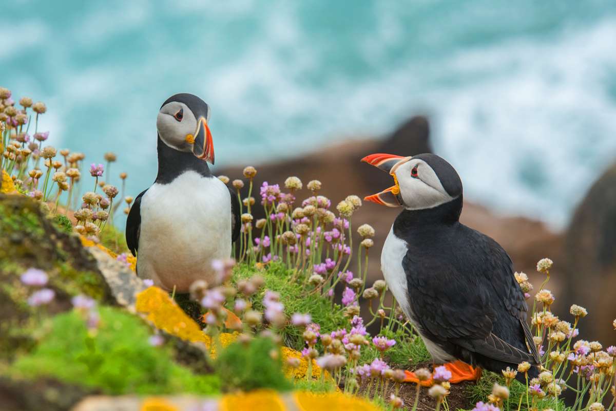 Puffins at Skomer Island