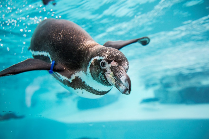 Penguin at Folly Farm