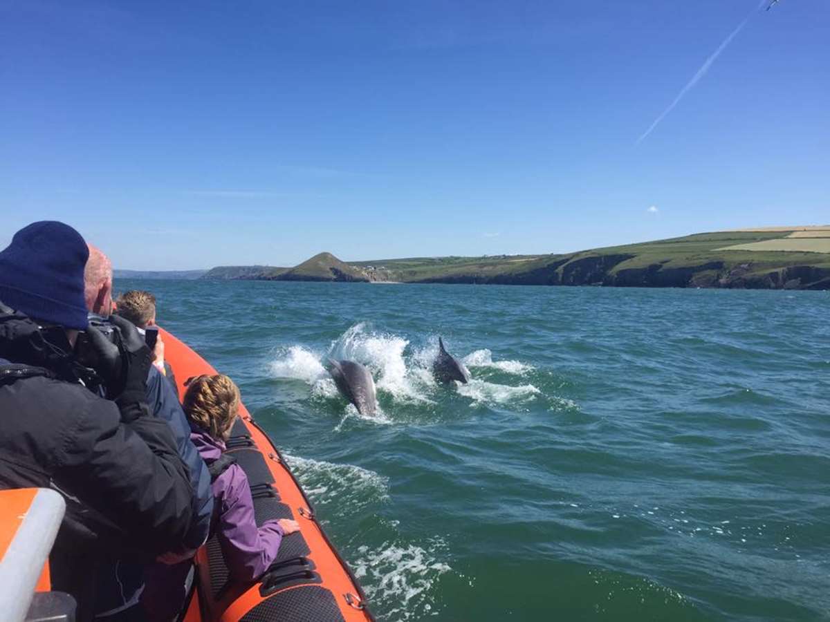 Dolphins 