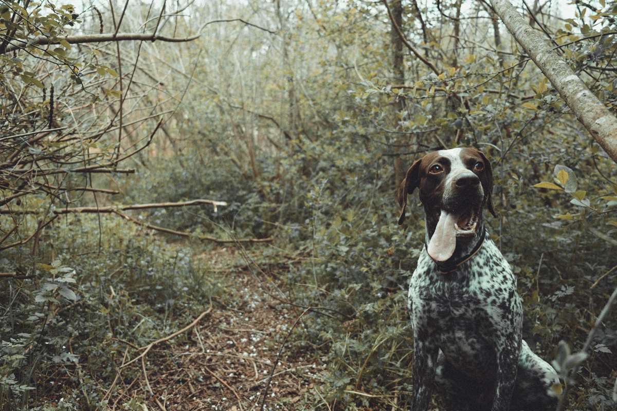 Dog Friendly holidays in Wales