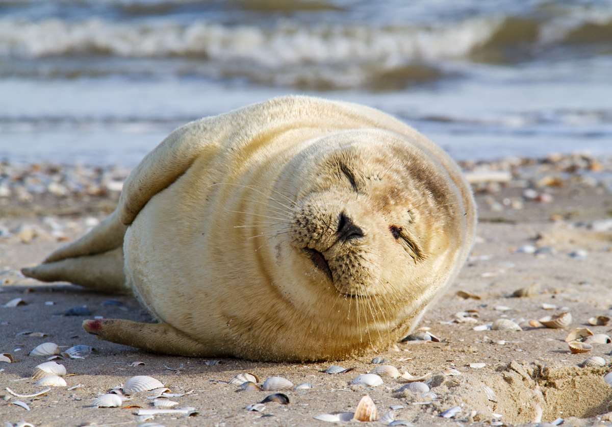 Grey seal on Ramsey Island Pembrokeshire