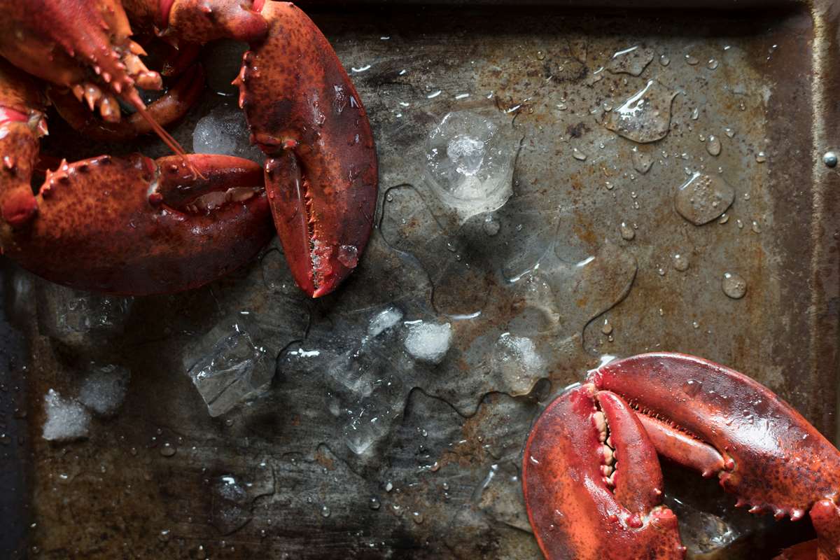Fresh seafood at Pembrokeshire restaurants