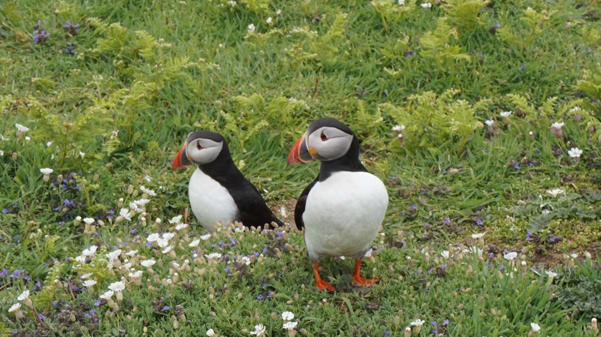 Pair of Puffins on Skomer Island Pembrokeshire