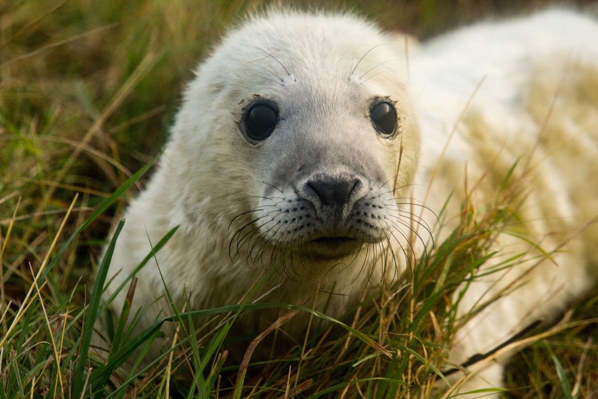 Seal spotting Ramsey Island