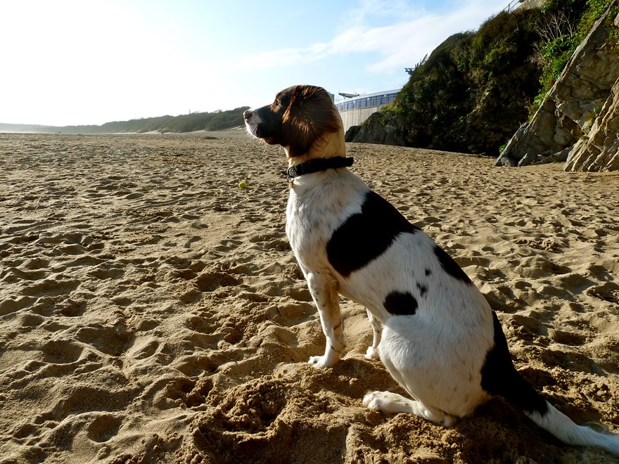 The Top 5 Dog Friendly Beaches and Pubs in Pembrokeshire