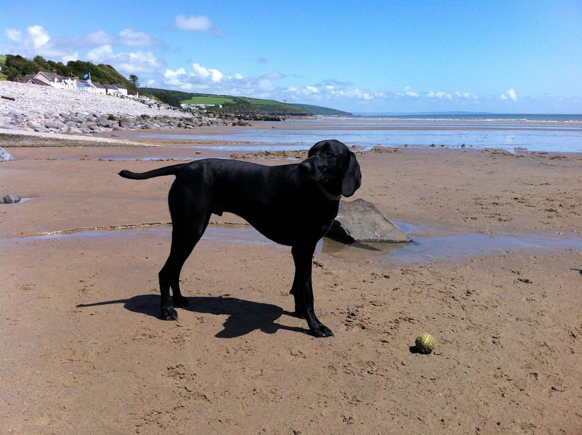Ziggy, Dog at Amroth Beach
