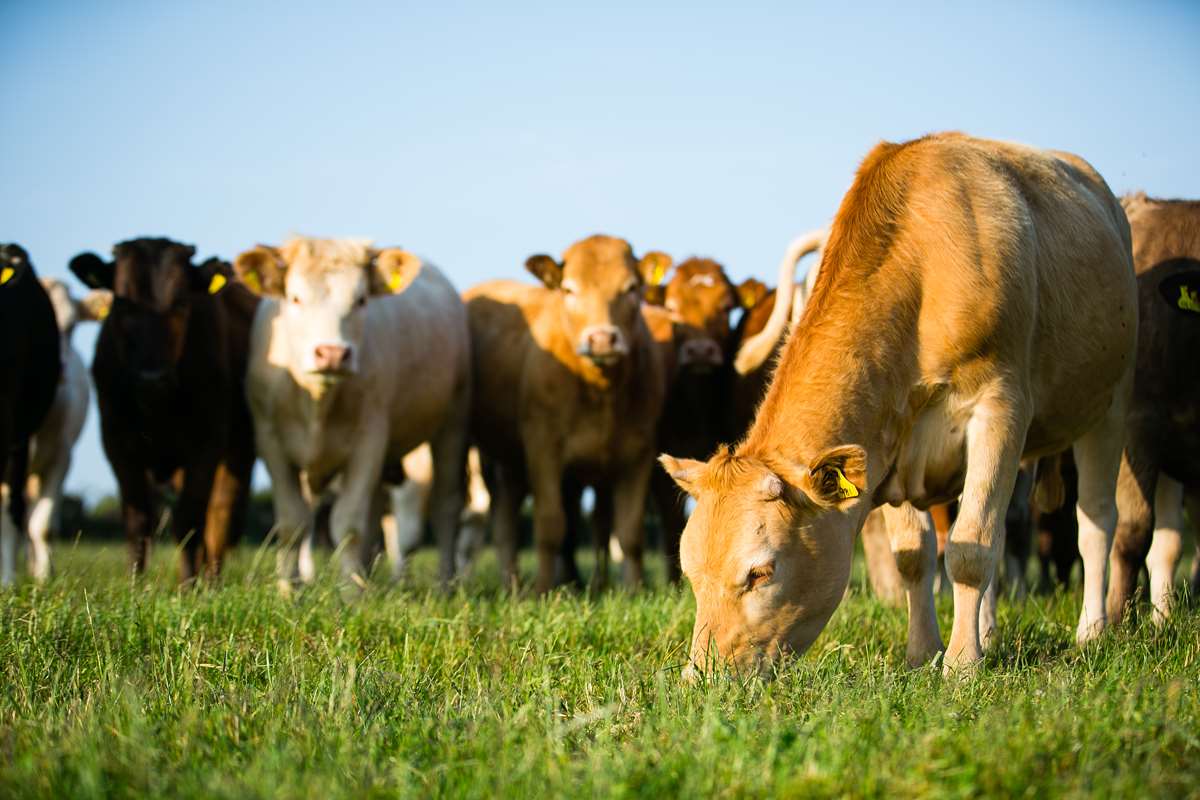 Pembrokeshire Cows grazing