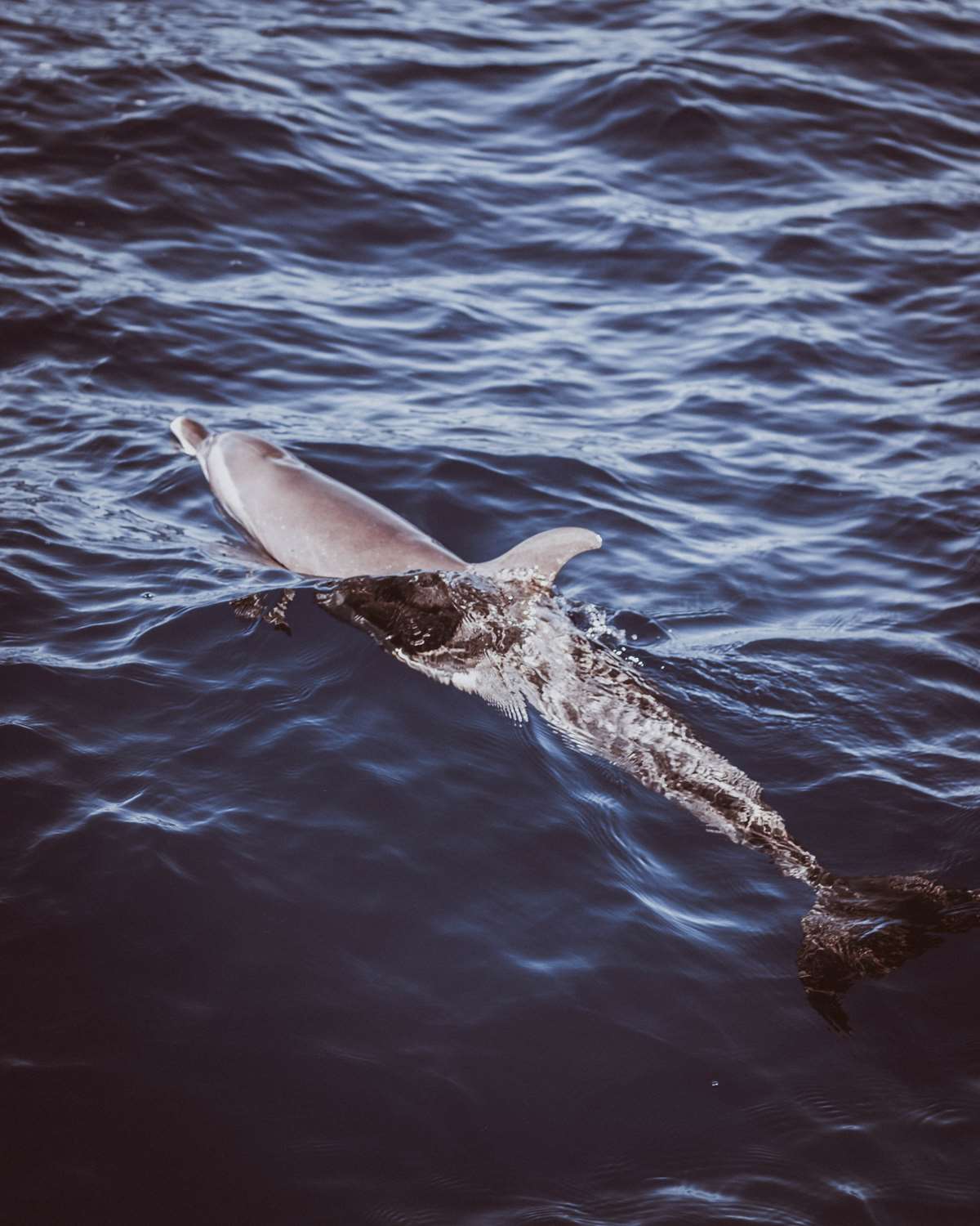 Dolphins in Cardigan Bay