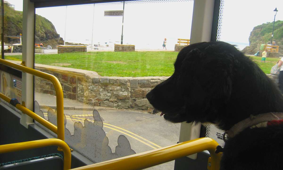 Explore Pembrokeshire on the dog friendly Puffin Shuttle bus