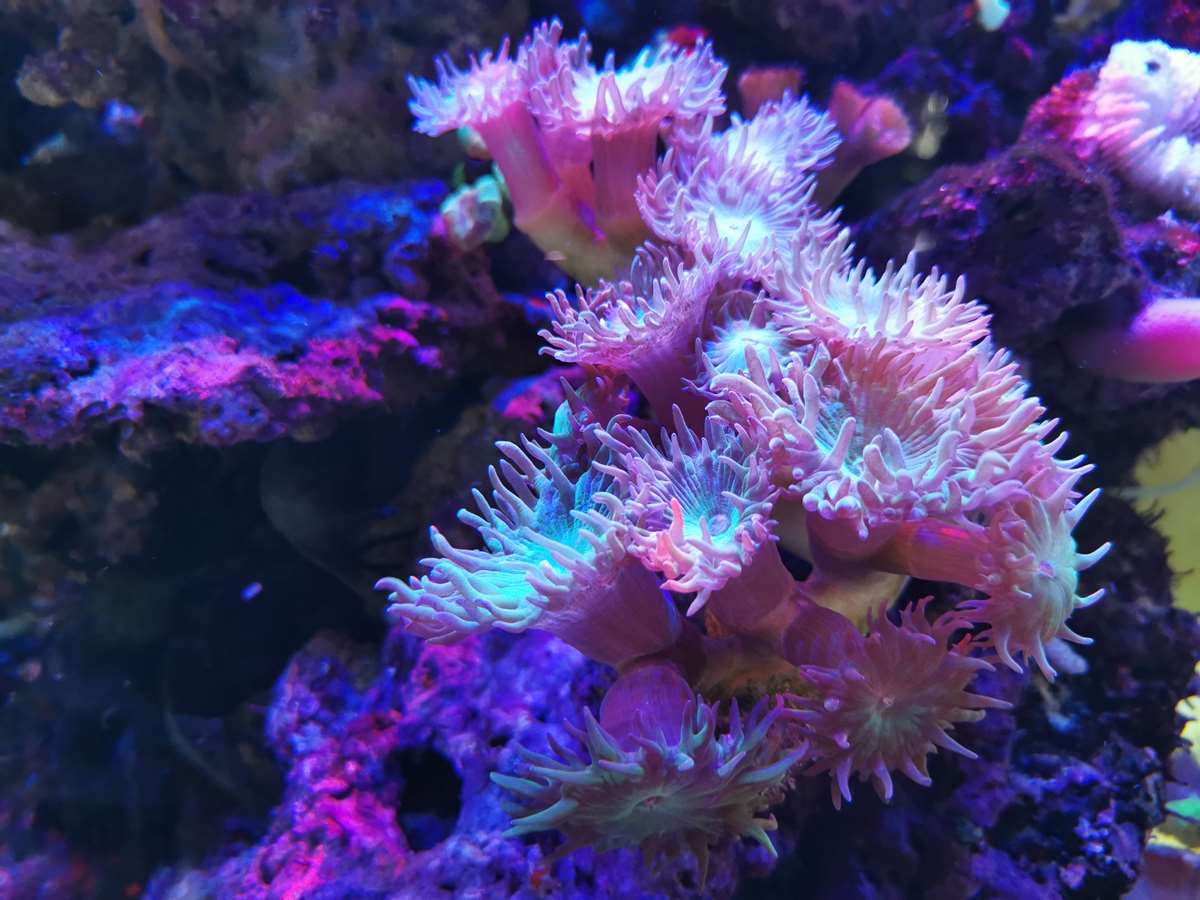 Pembrokeshire Marine Life