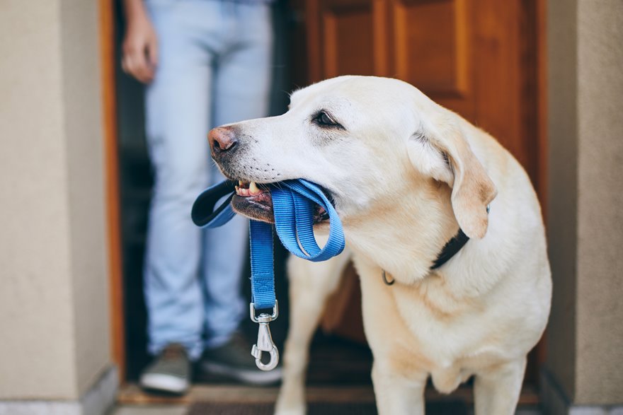 Dog Friendly Holidays in Pembrokeshire The Coastal