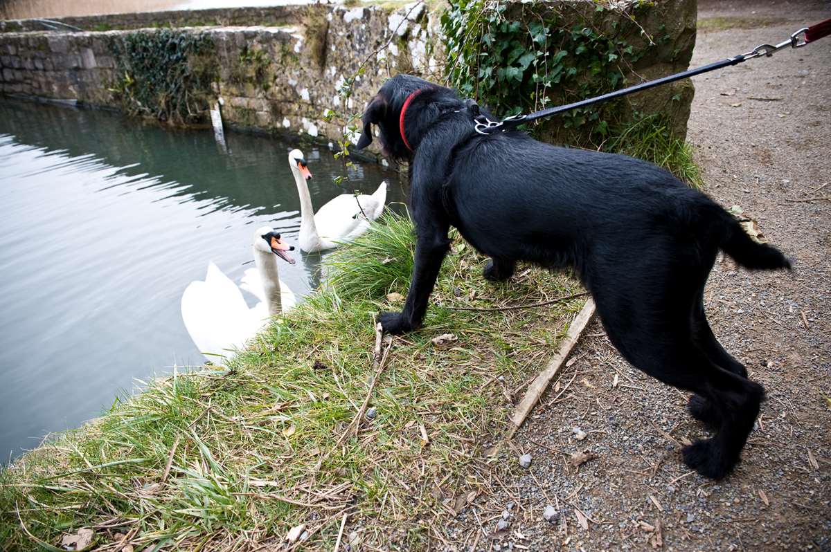Dog with swans at Bosherston Lily Ponds, Pembrokeshire