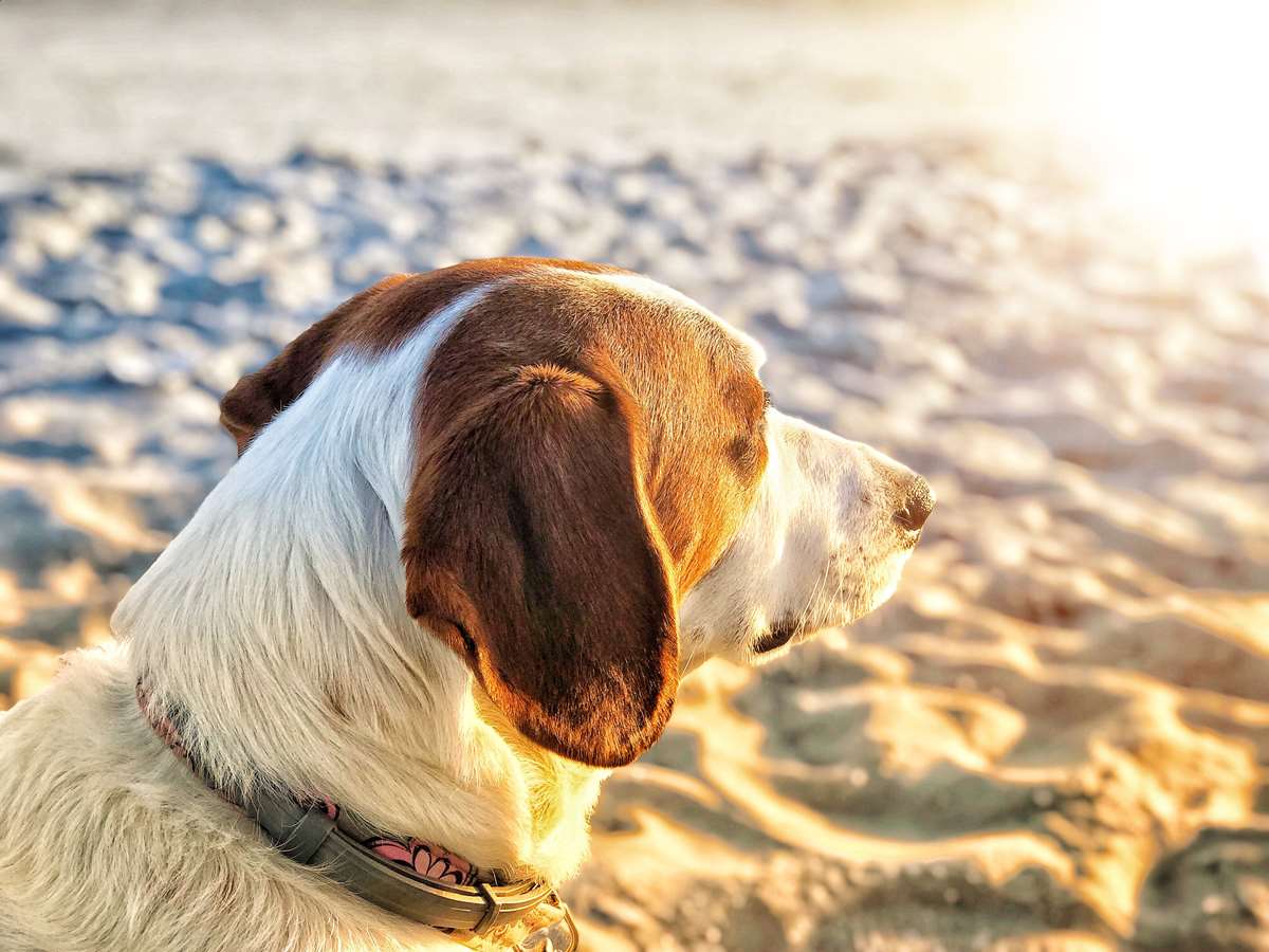 Dog watching the sunset on a Pembrokeshire beach