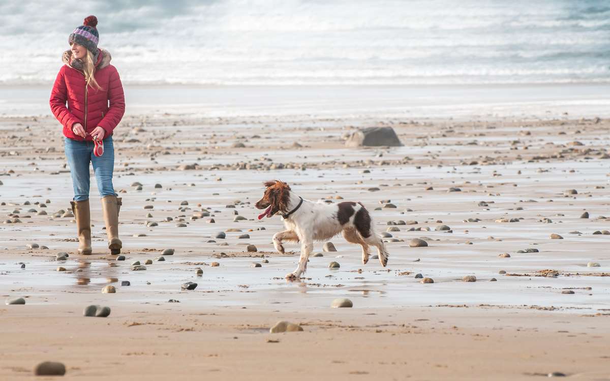 Dog Reggie enjoying a run on Newgale beach in the winter