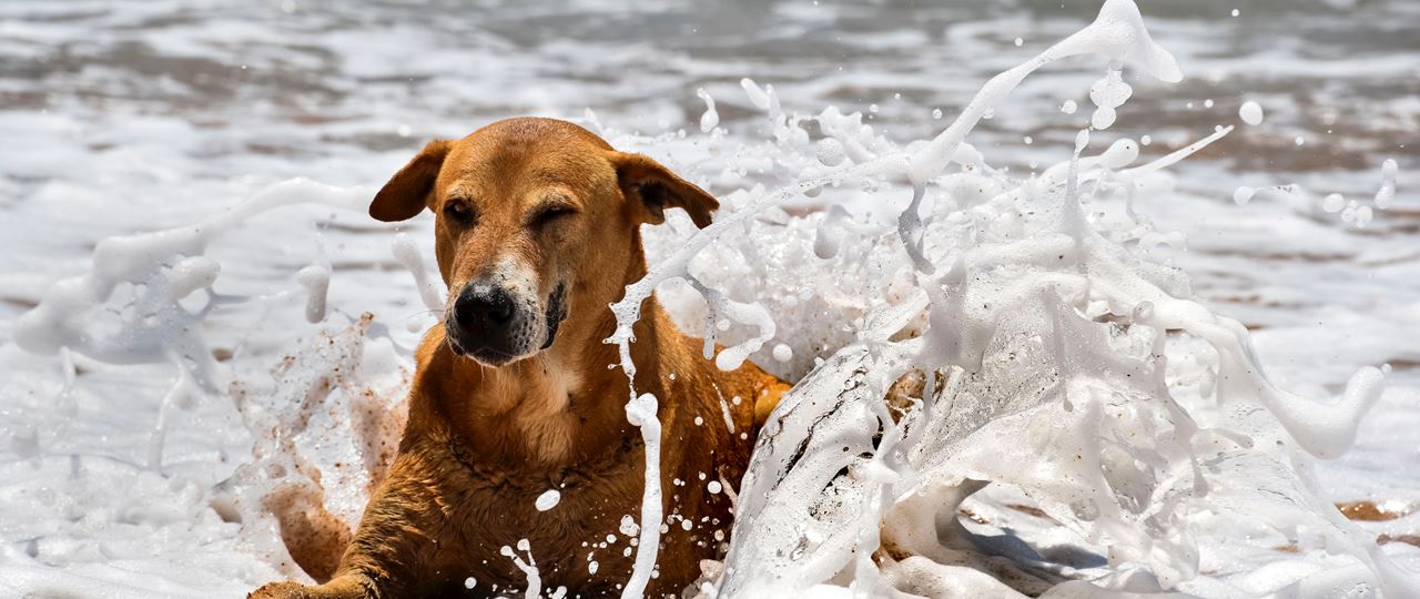 Dog in the sea at Pembrokeshire