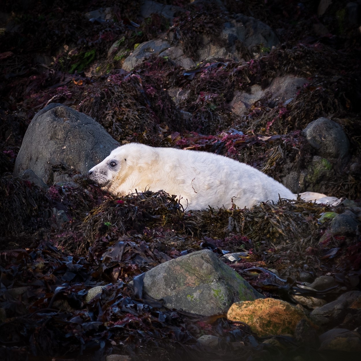 Wildlife spotting during a cottage holiday in Wales in September