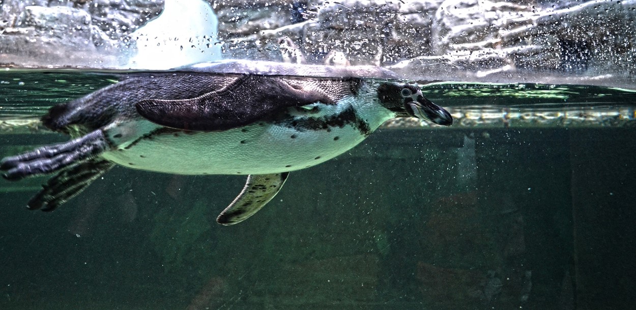 Folly Farm, a great rainy day attraction in Tenby, Wales