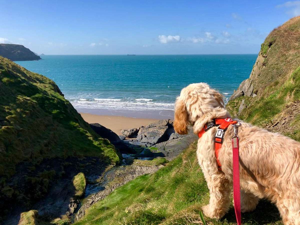 Cabbage the dog enjoying a walk on the Pembrokeshire Coast Path, Wales