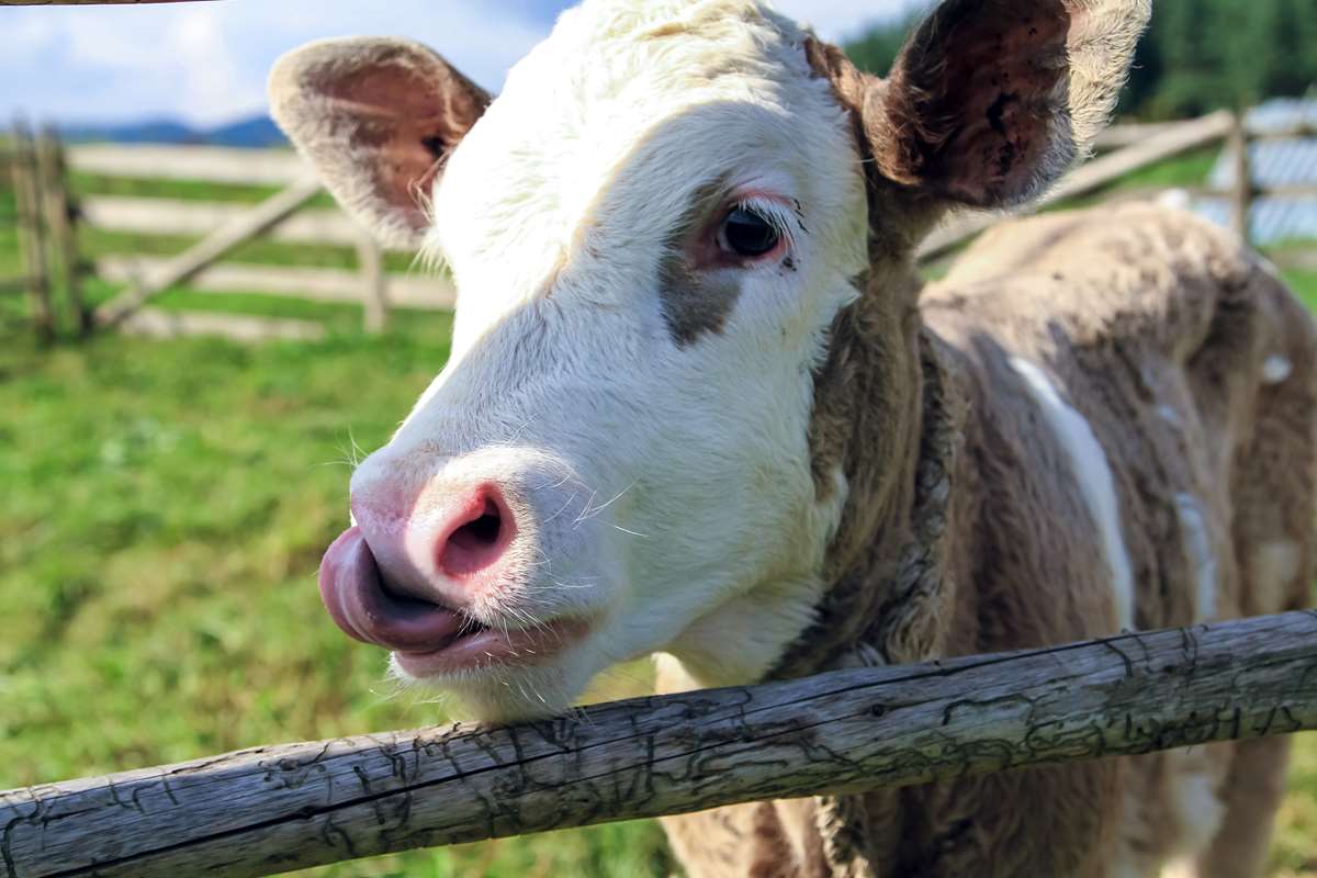Visit cows at the dog friendly attraction, Clerkenhill Adventure Farm in Pembrokeshire