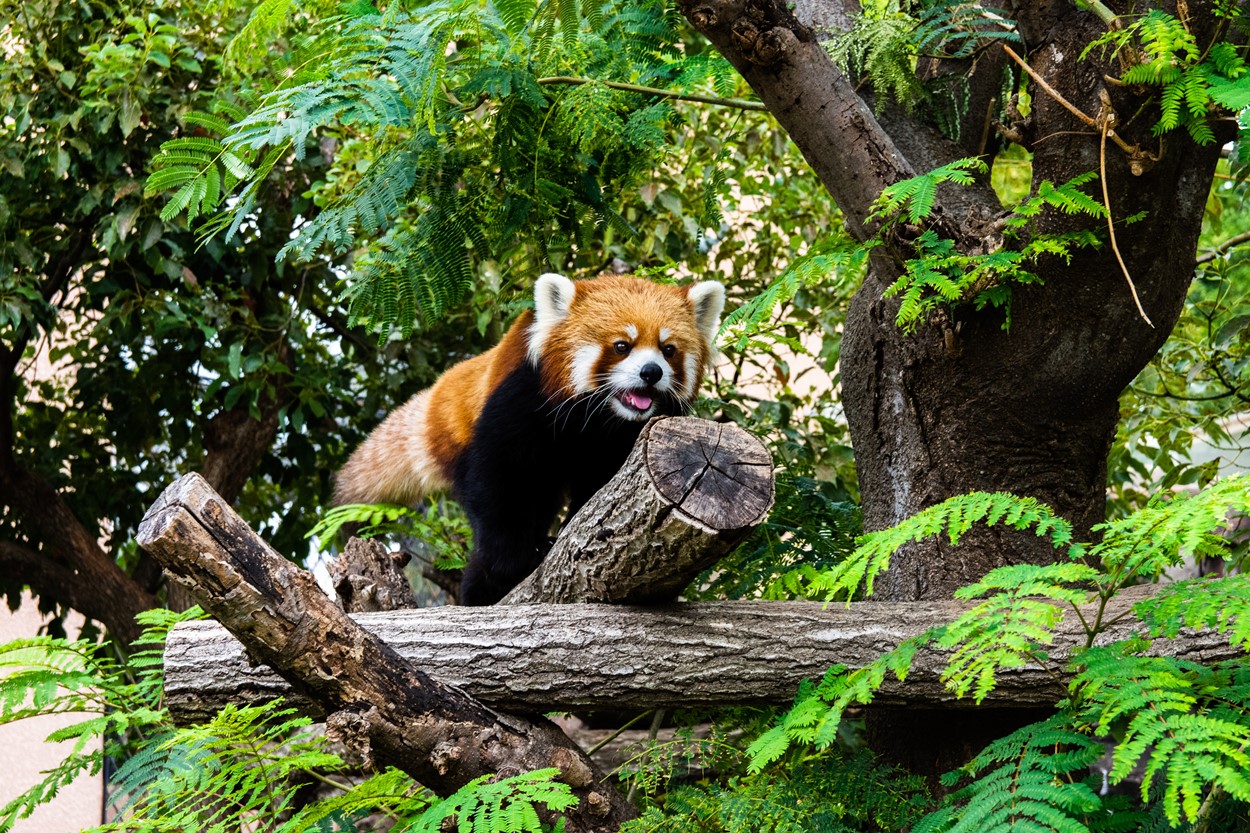 See red pandas at Manor House Wildlife Park, Pembrokeshire