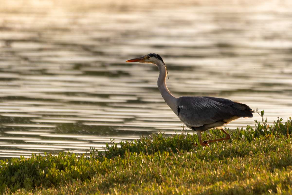 A Heron at the Welsh Wildlife Centre