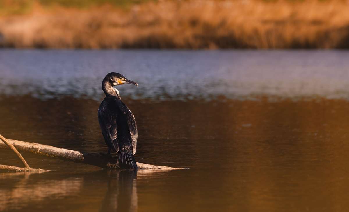 Wildlife on the Cleddau Estuary Pembrokeshire