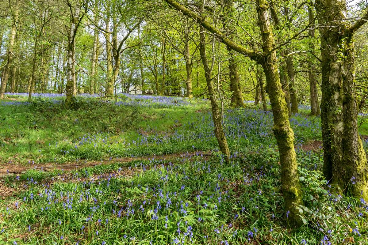 Bluebells at Abermawr
